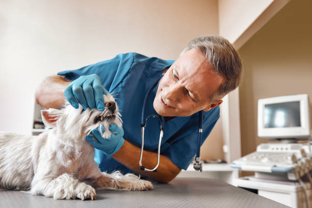 Best Weekend Emergency Dentist in East Lexington, VA